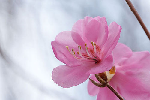 花をアップ
