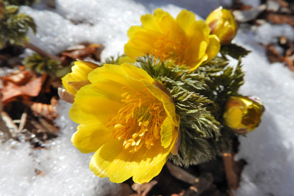 雪の間から顔をのぞかせる福寿草