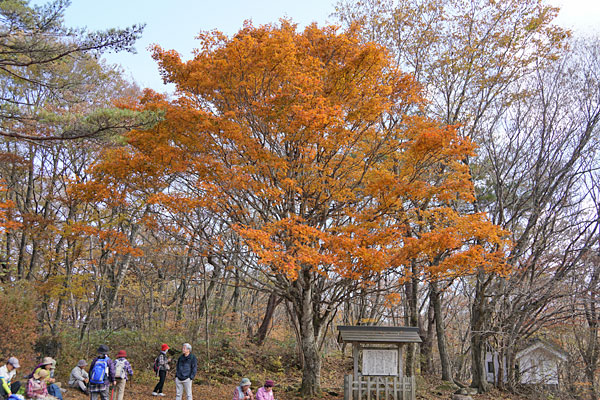 霊山城跡のオオモミジ