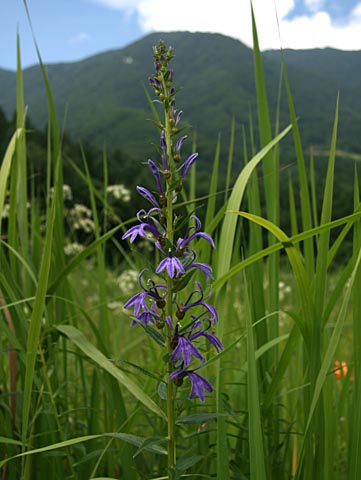 サワギキョウの花の写真