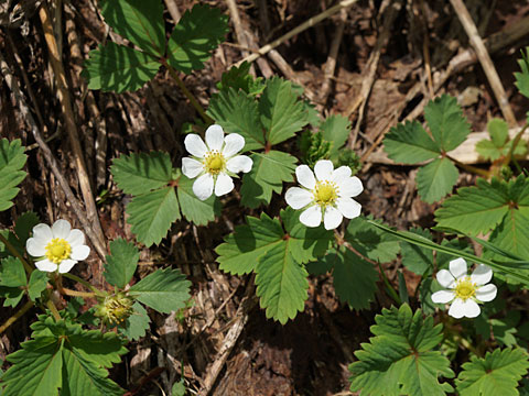 ノウゴウイチゴ　写真