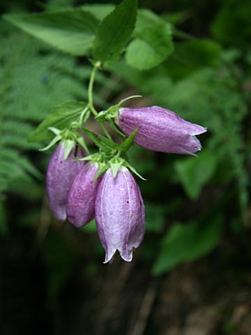 ホタルブクロの花の写真