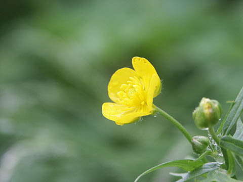 ミヤマキンポウゲ　写真