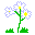 ヒナザクラのイラスト