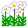 チングルマのイラスト
